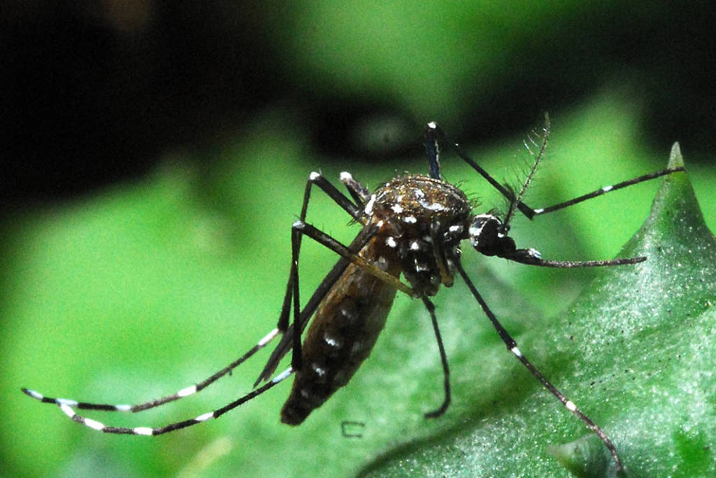 Mosquito com manchas brancas pousa em uma folha