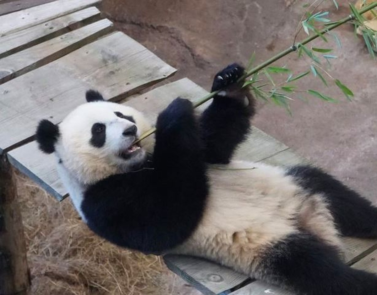 Zoológico na Holanda descobre que panda gigante é fêmea e não macho