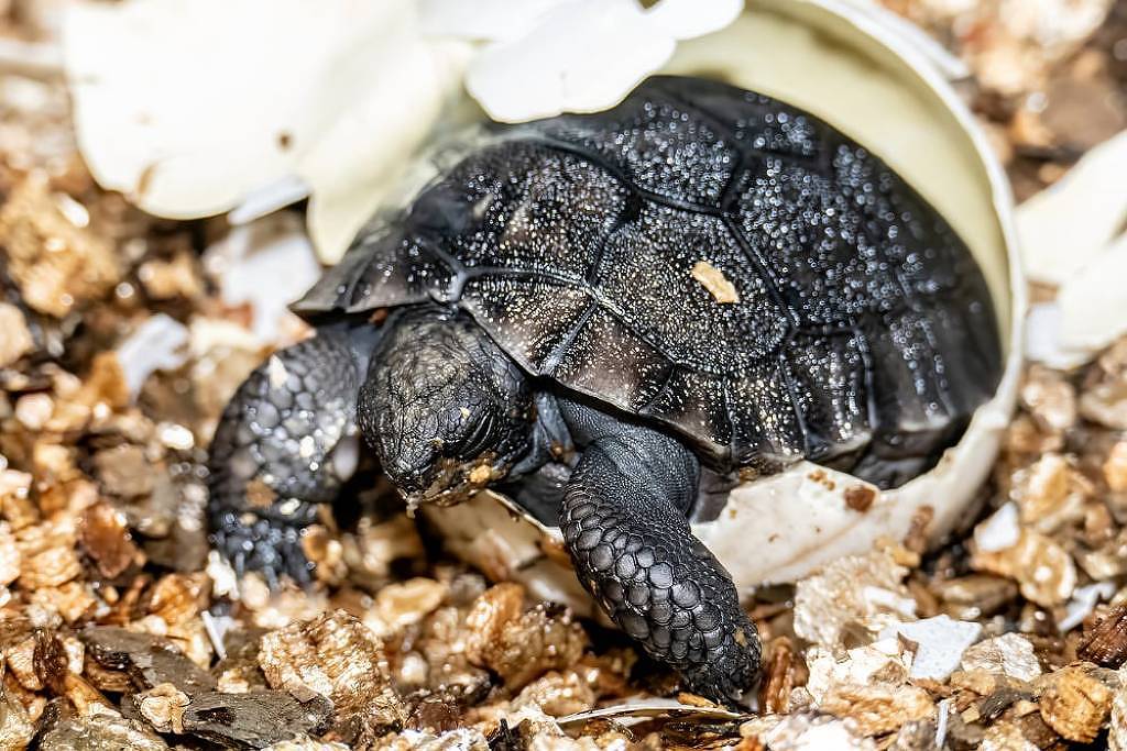 Aos 135 anos, tartaruga se torna pai pela primeira vez – 26/06/2025 – Ciência