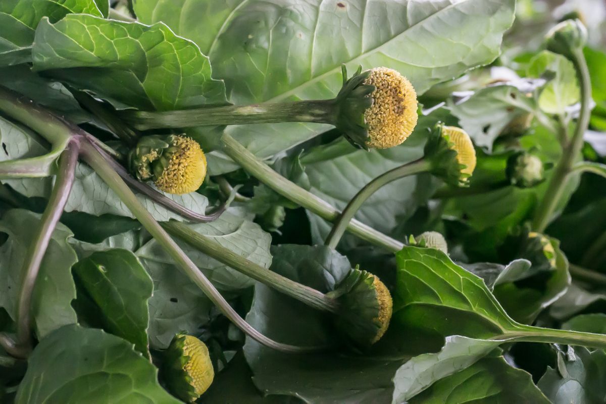 Chá de jambu: conheça os benefícios, efeitos e cuidados com a planta