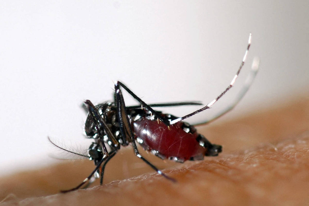 Chikungunya coloca autoridades francesas em alerta – 26/06/2025 – Equilíbrio e Saúde