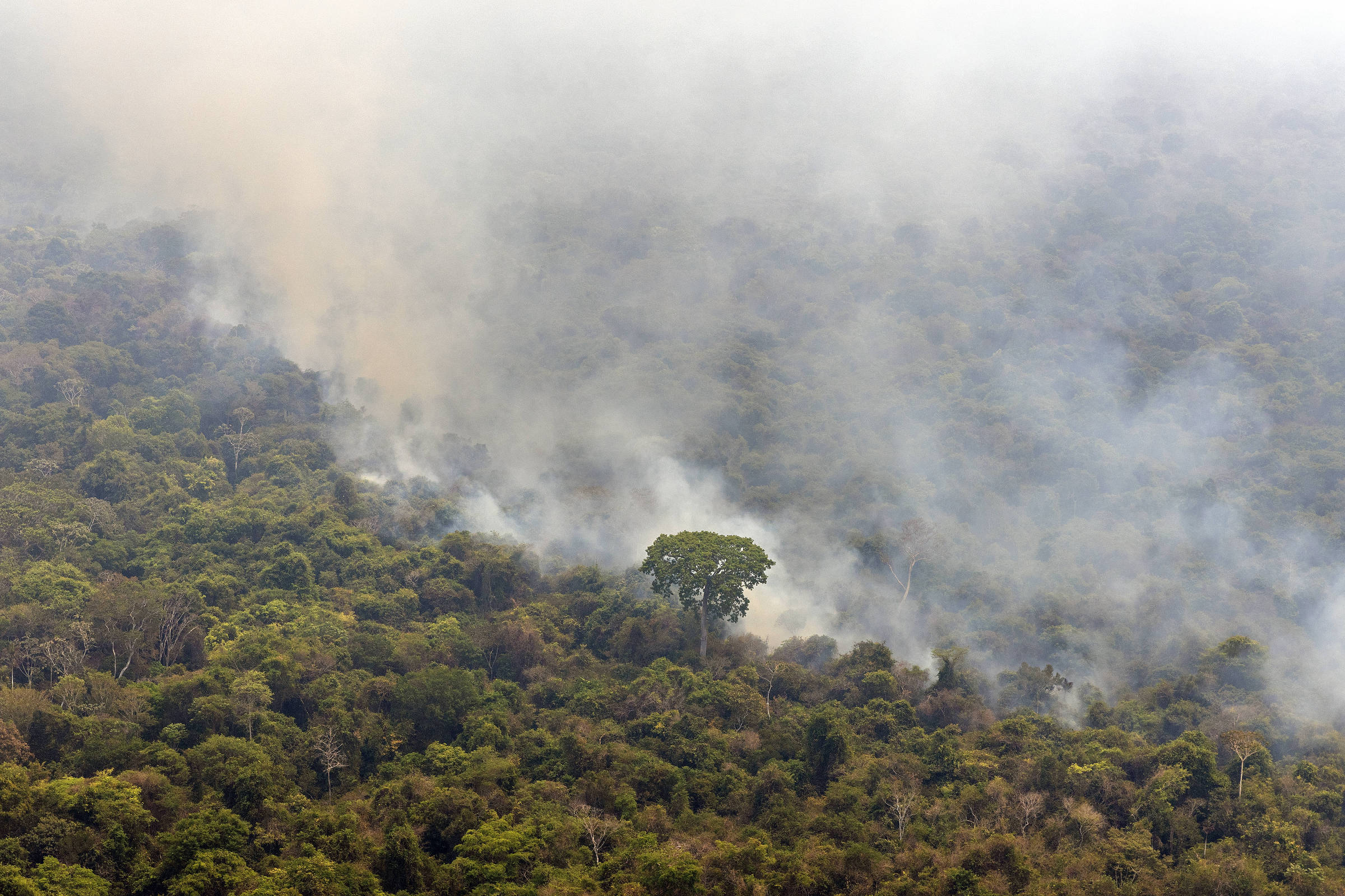 Efeitos negativos do fogo na amazônia perduram por décadas – 25/06/2025 – Ambiente