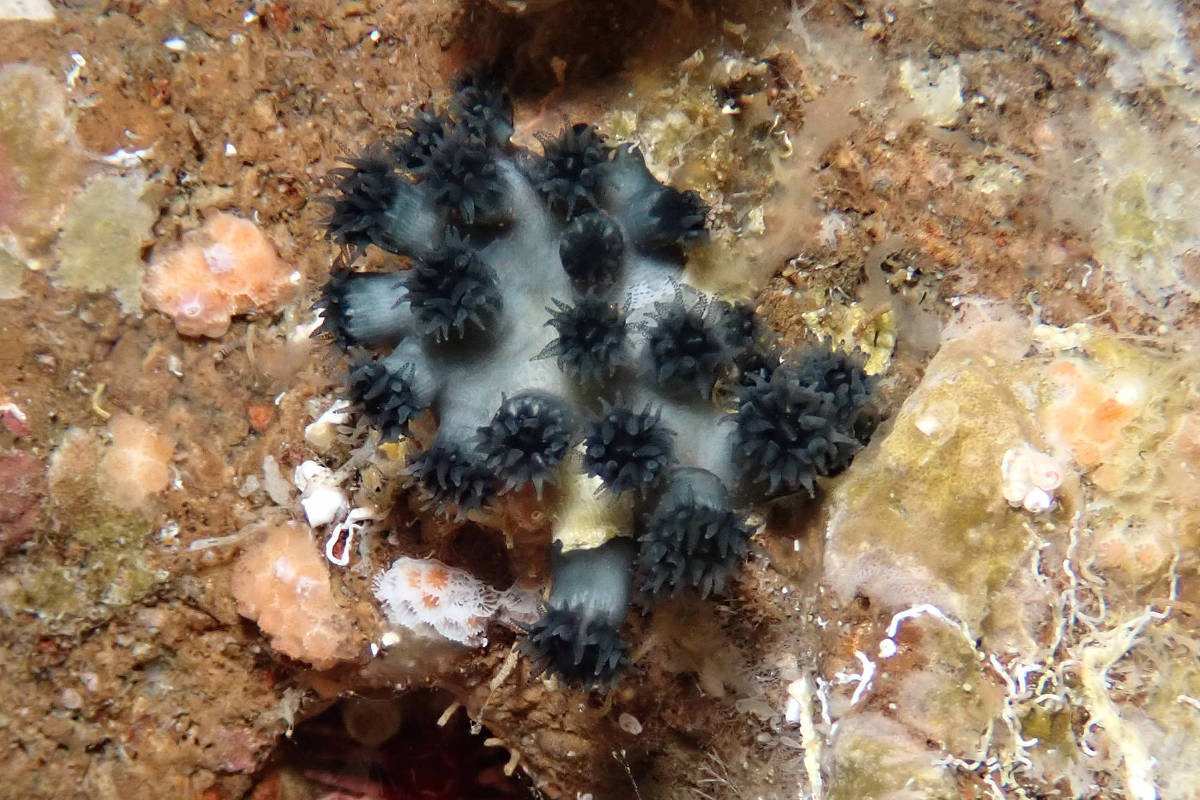 Espécie de coral é vista em Galápagos após desaparecimento – 26/06/2025 – Ambiente