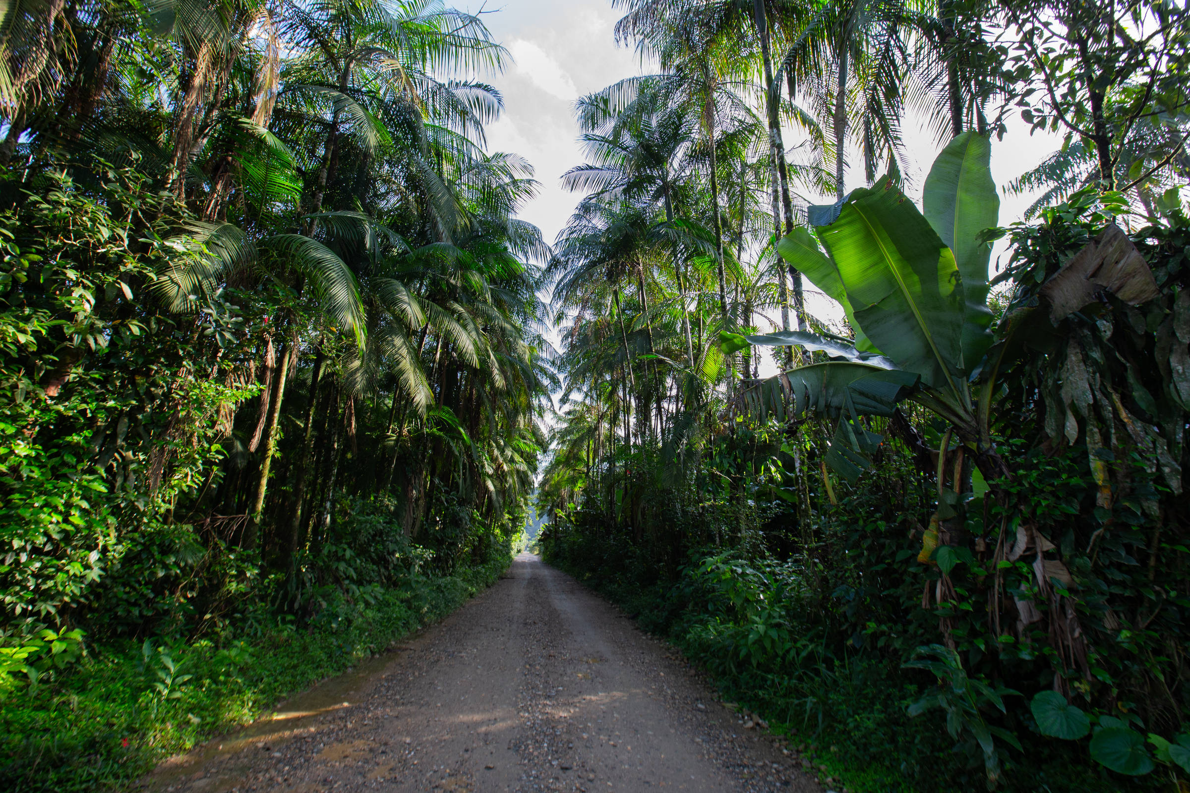 Ex-palmiteiros preservam palmeira-juçara com agroecologia – 27/06/2025 – Ambiente