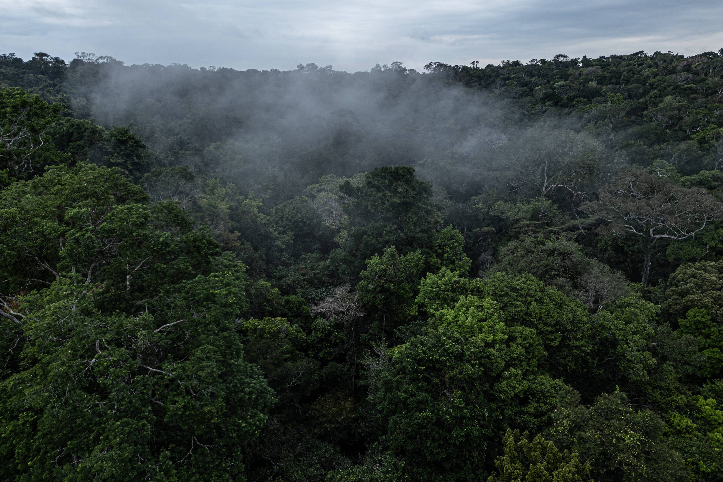 Fundo Amazônia tem recorde com R$ 1 bi de projetos – 16/06/2025 – Ambiente