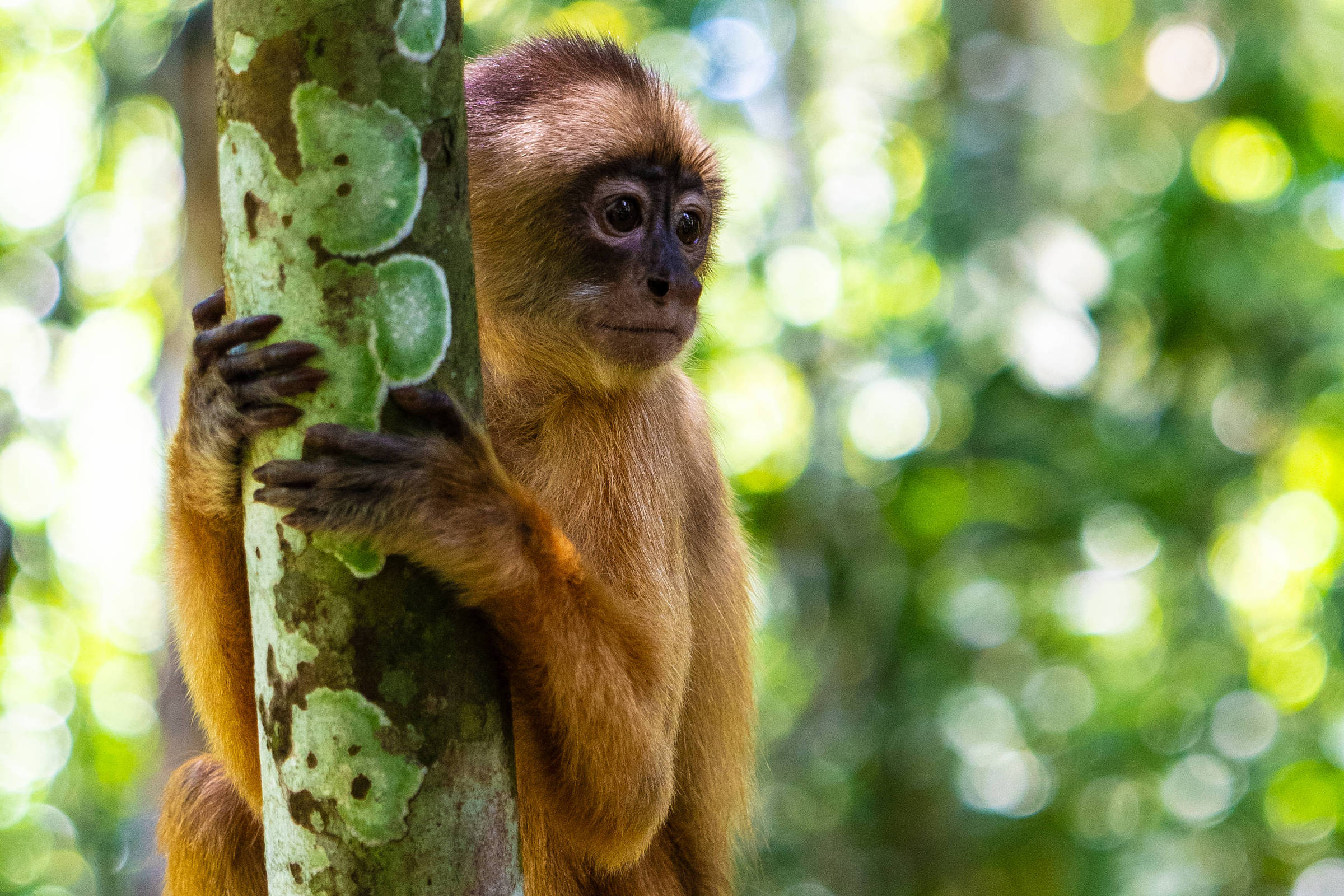 Habitats de aves e primatas da amazônia estão ameaçados – 29/06/2025 – Ambiente