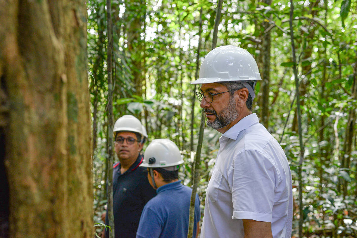 Justiça manda anular contratos de madeira em área do Amapá – 26/06/2025 – Ambiente