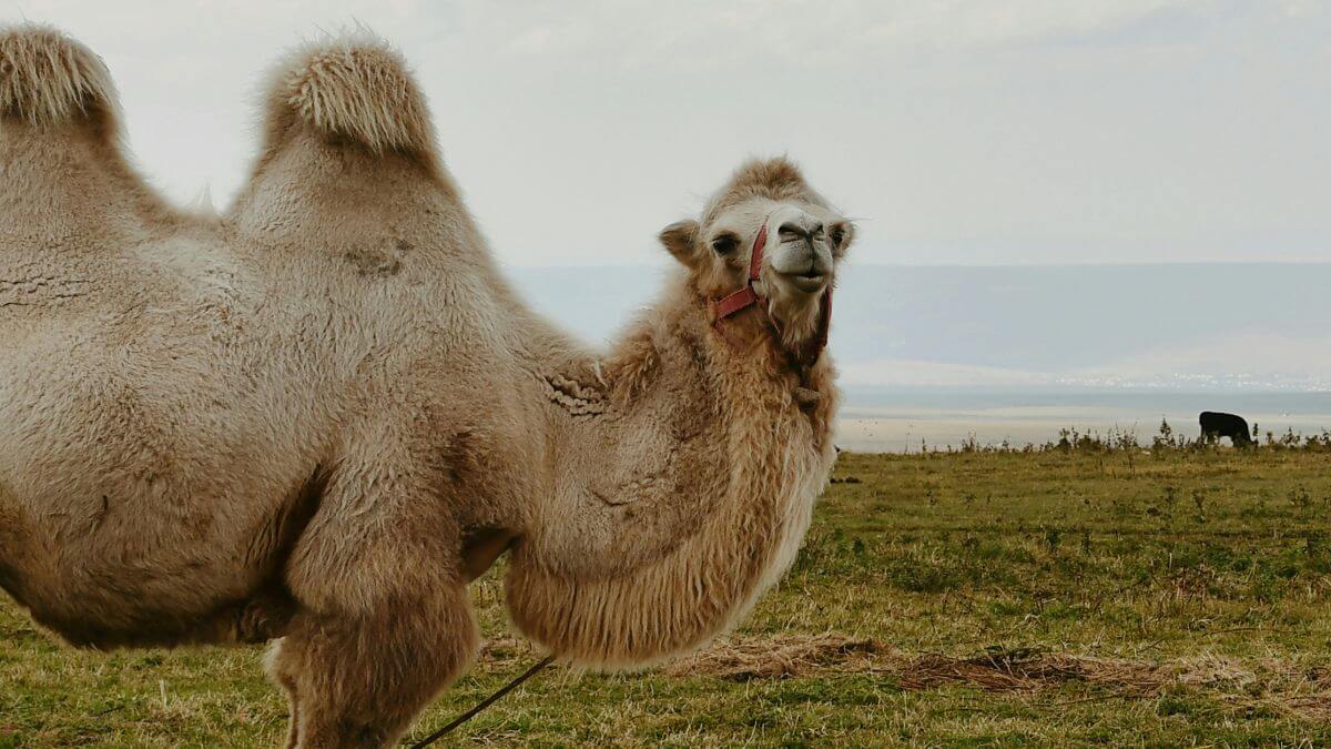 O que os camelos armazenam em suas corcovas?