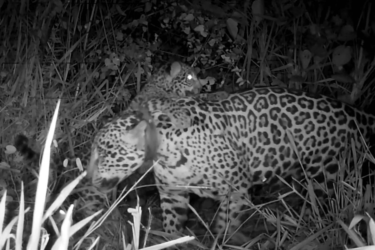 Onça resgatada de incêndios no pantanal dá à luz a filhote – 30/06/2025 – Ambiente