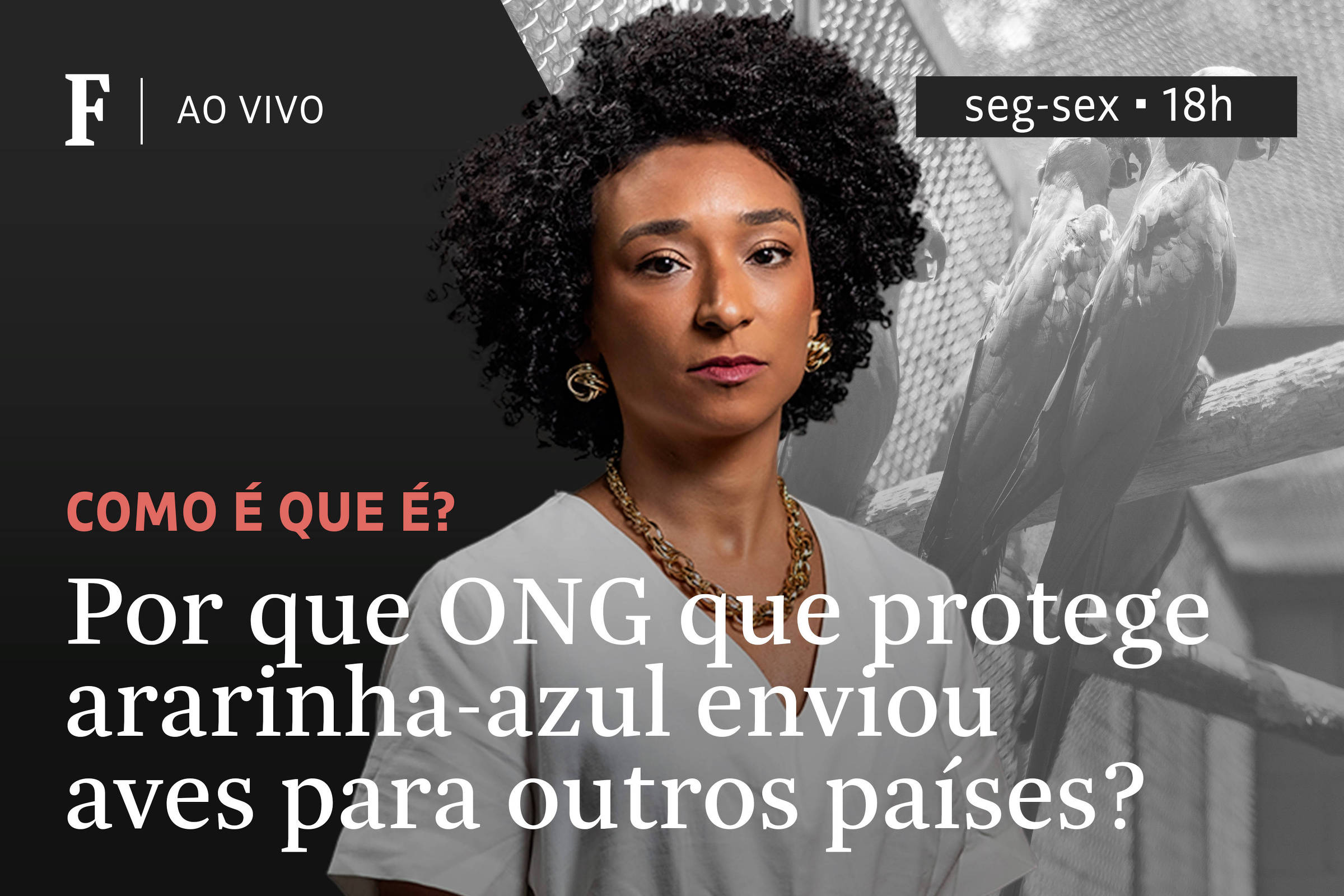 Por que ONG alemã que protege ararinha-azul enviou aves para outros países? – 17/06/2025 – Tv Folha