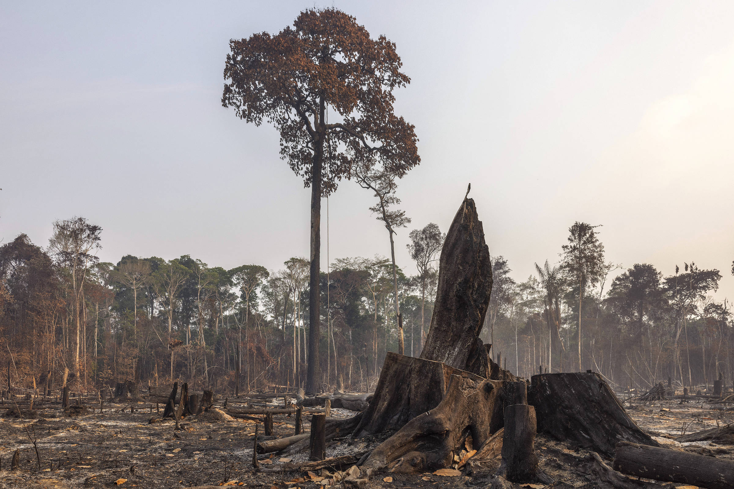 Propostas para enfrentar a crise ambiental – 13/06/2025 – Ambiente