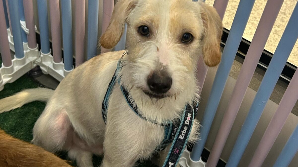 Shopping de Goiânia recebe feira de adoção de animais sábado