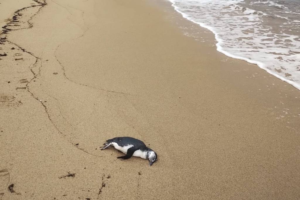 47 pinguins são encontrados encalhados no litoral de SP – 03/07/2025 – Ambiente