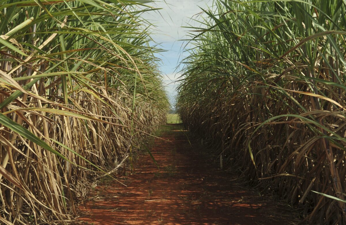 Agro é responsável por 60% da energia renovável usada no Brasil