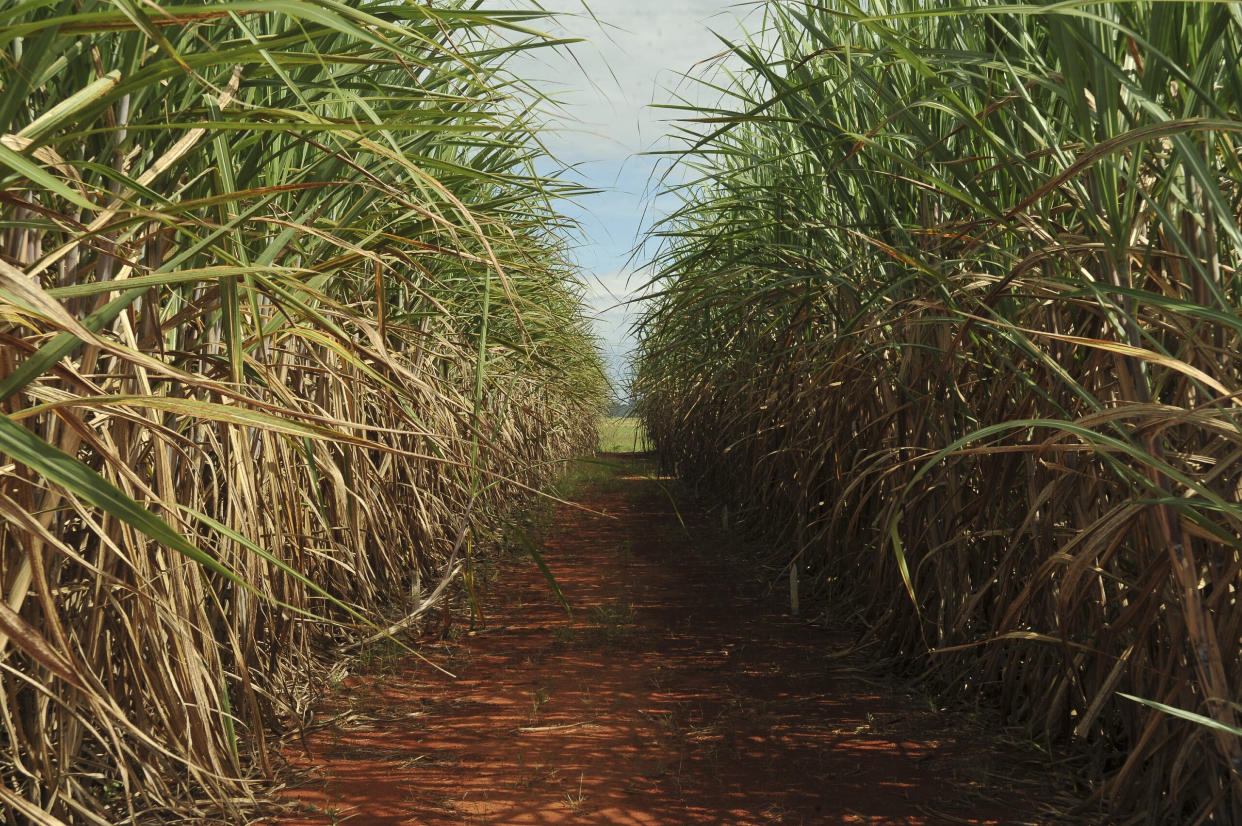 Agro é responsável por 60% da energia renovável usada no Brasil