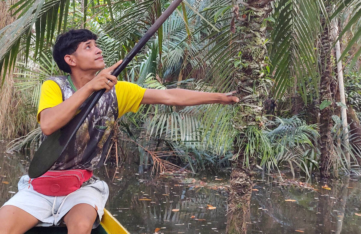 Um jovem está em uma canoa, usando um remo para se mover em um ambiente tropical. Ele está vestido com uma camiseta amarela e shorts brancos. O jovem aponta para uma palmeira próxima, que tem cocos. O cenário é de vegetação densa, com muitas palmeiras ao redor e água ao fundo.