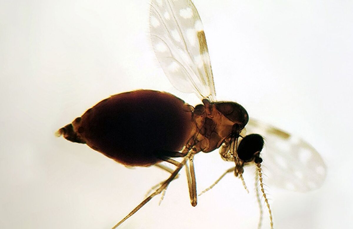 Antes restrita à Amazônia, febre oropouche se espalha pelo país