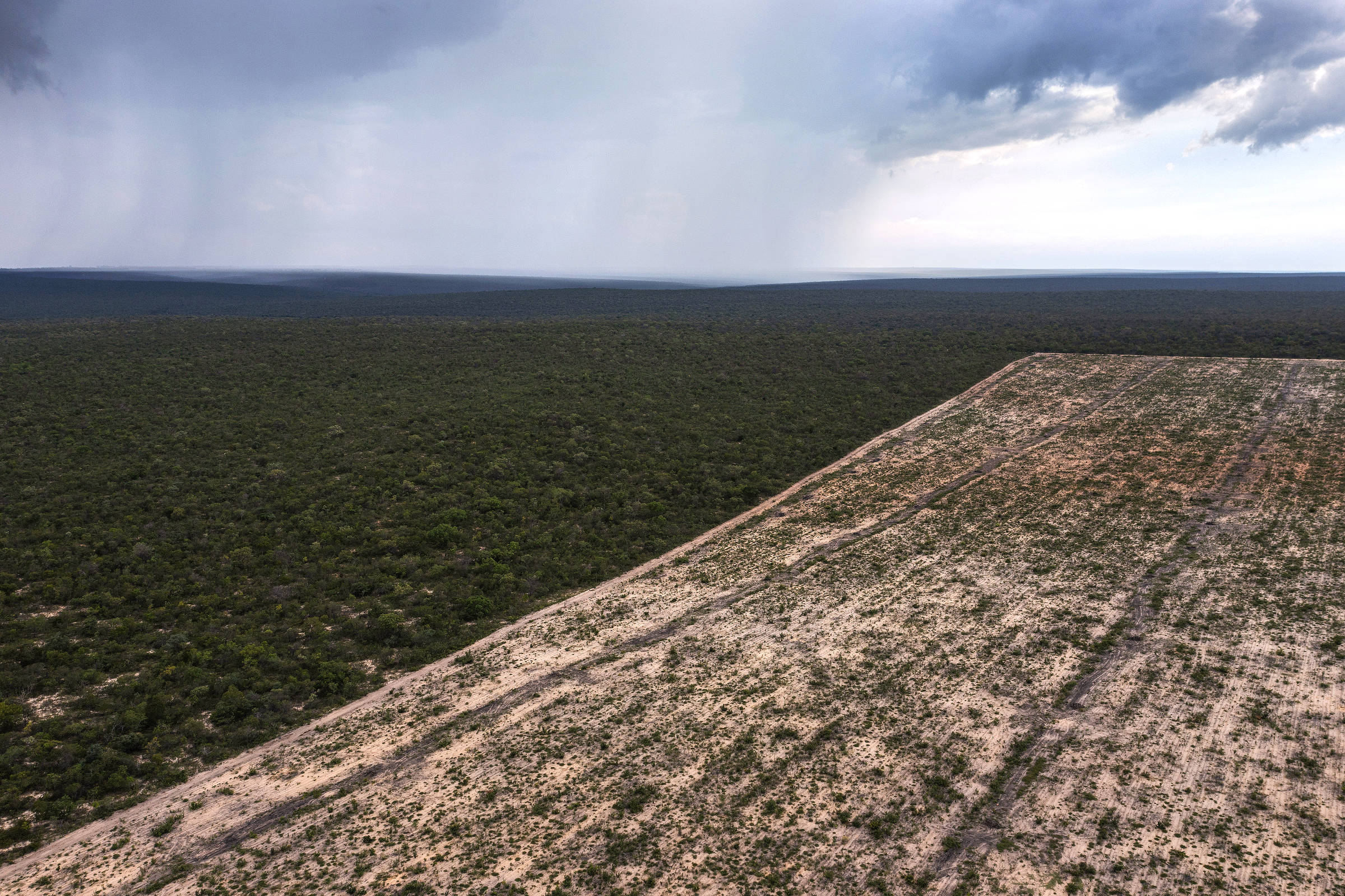 Apesar de lei, campos úmidos do cerrado são esquecidos – 10/07/2025 – Ambiente