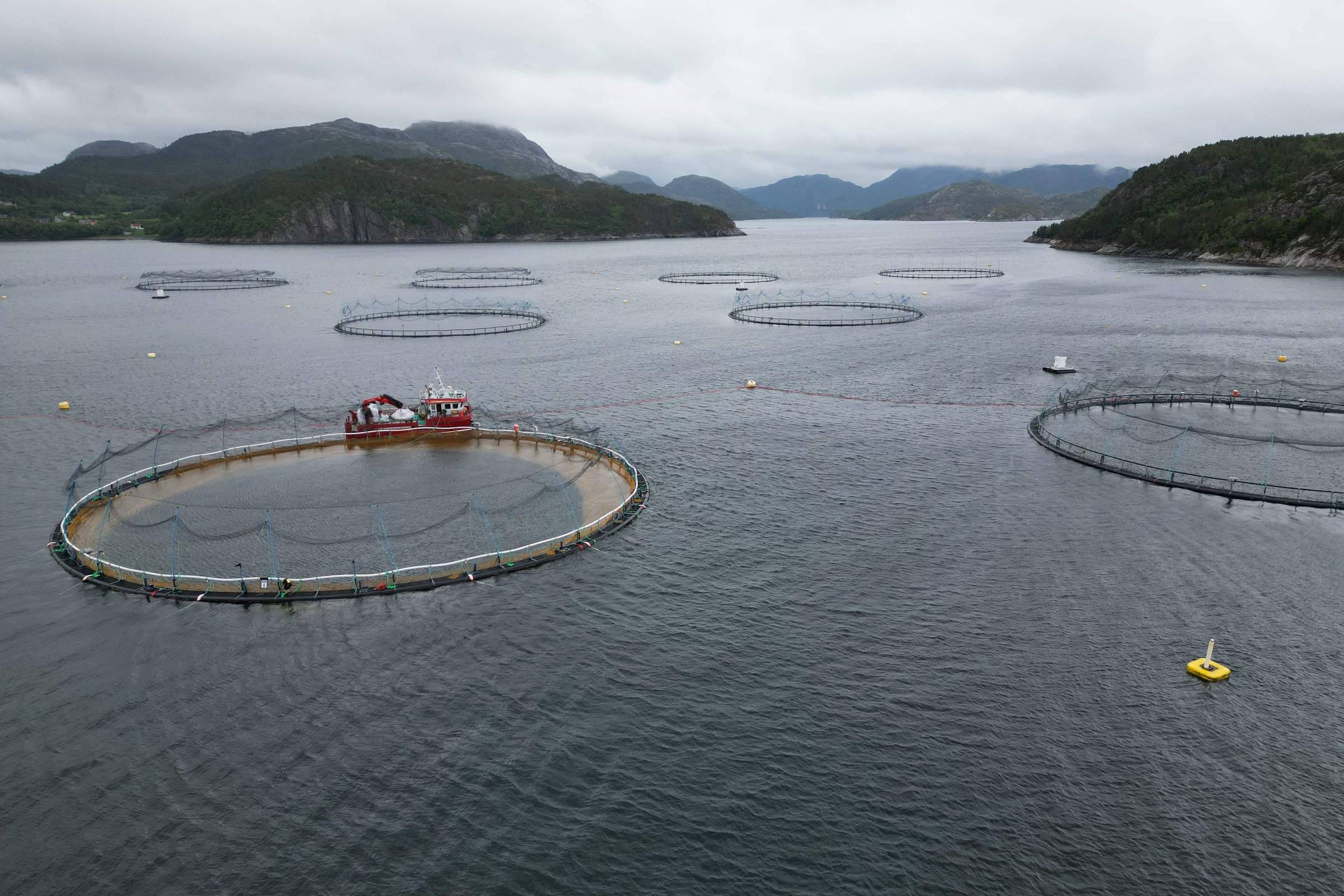 Aquicultura causa escassez de salmão selvagem da Noruega – 10/07/2025 – Mercado