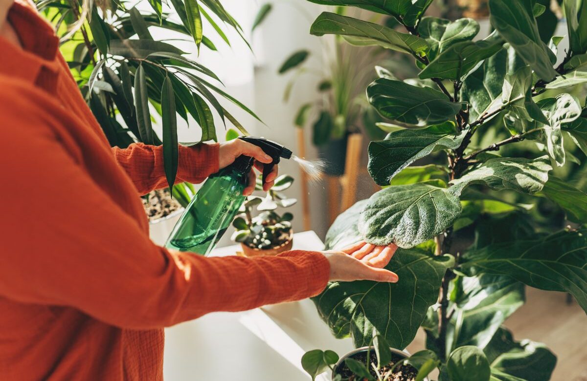 pessoa regando plantas em casa - banho de floresta indoor