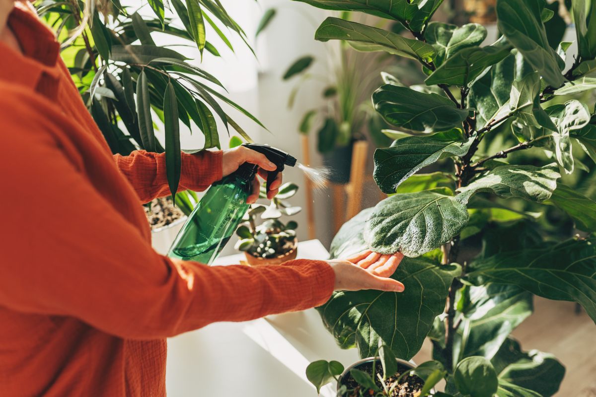 Banho de floresta indoor: os benefícios de ter muitas plantas em casa