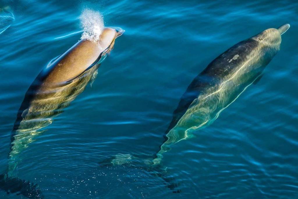 Barulho humano alcança fundo do mar e põe animais em risco – 13/07/2025 – Ambiente