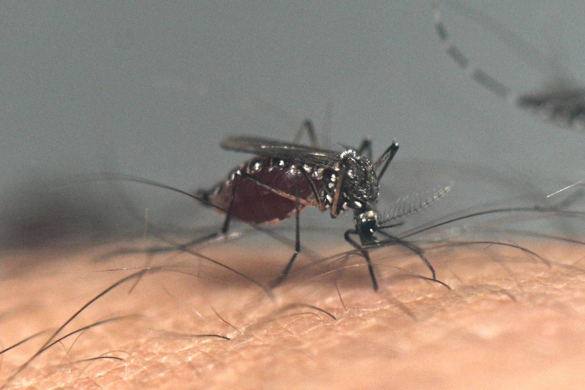 Brasil tem 78% menos casos de dengue em relação a 2024 – 16/07/2025 – Equilíbrio e Saúde