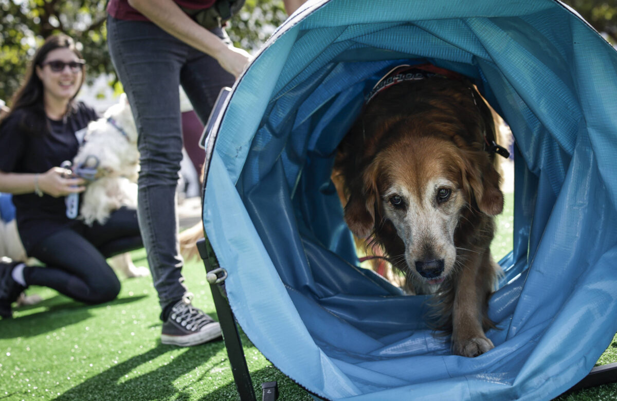 Cães ajudam a reduzir estresse mais do que se pensava – 24/07/2025 – Equilíbrio
