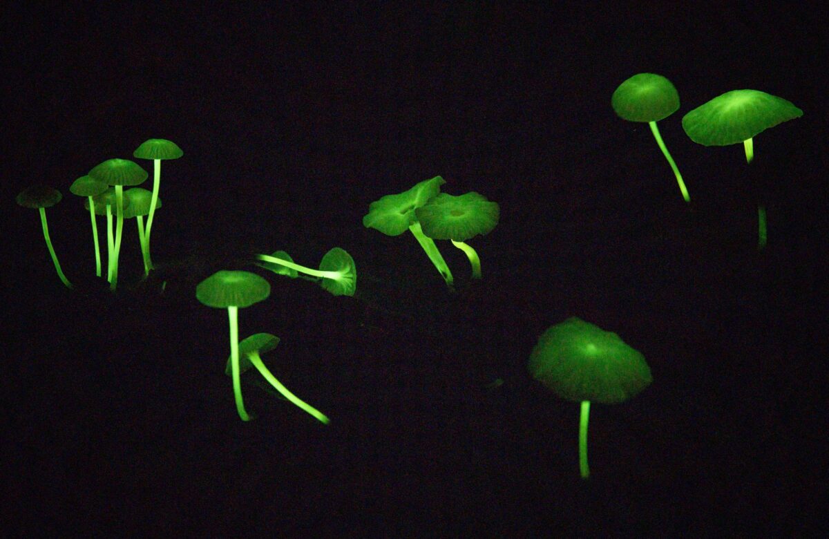 A imagem mostra um grupo de cogumelos que emitem uma luz verde em um ambiente escuro. Os cogumelos têm diferentes formas e tamanhos, com alguns apresentando chapéus arredondados e outros com formas mais alongadas. A iluminação verde destaca a bioluminescência dos fungos, criando um efeito visual impressionante.