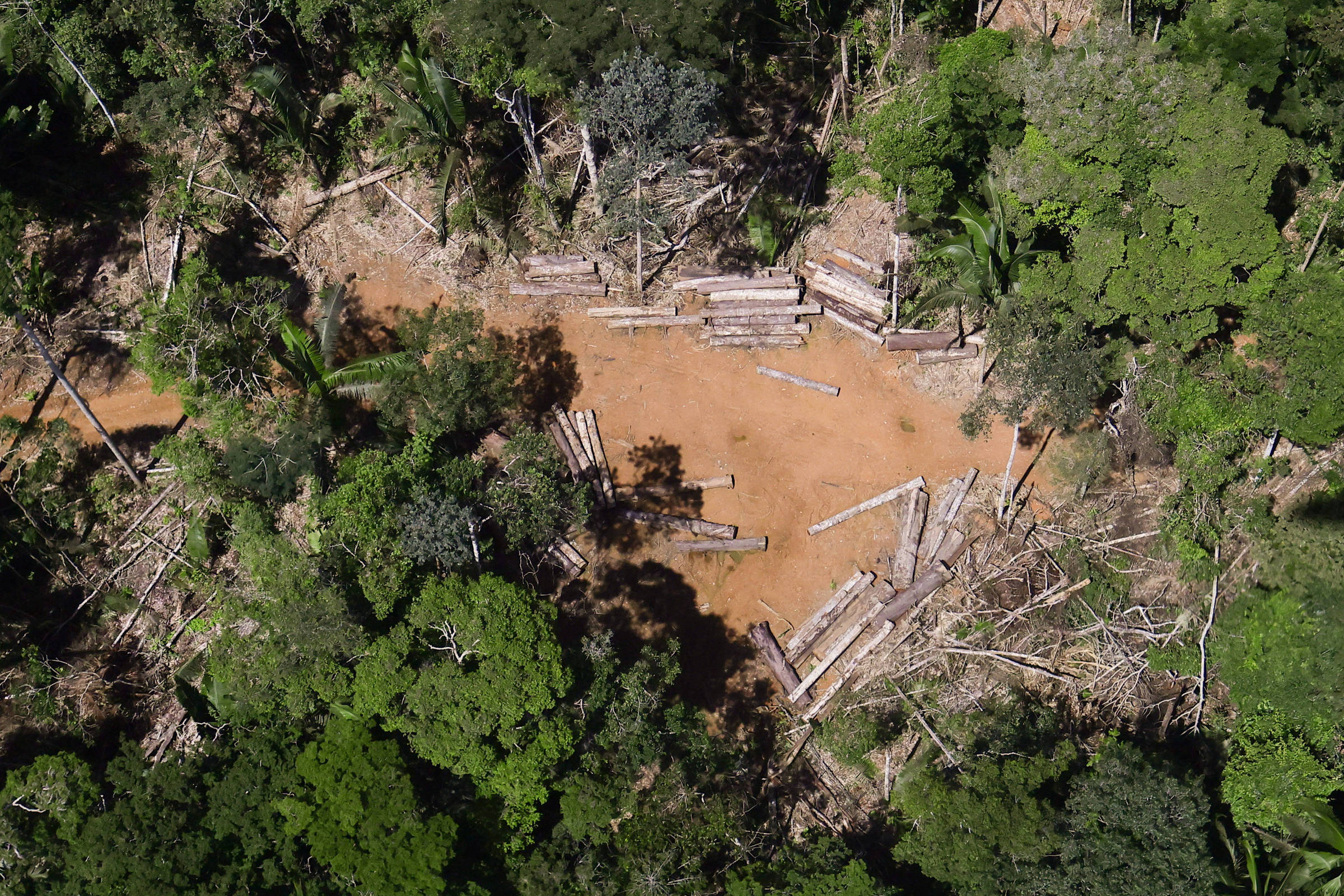 Créditos de carbono na amazônia beneficiam desmatadores – 07/07/2025 – Ambiente