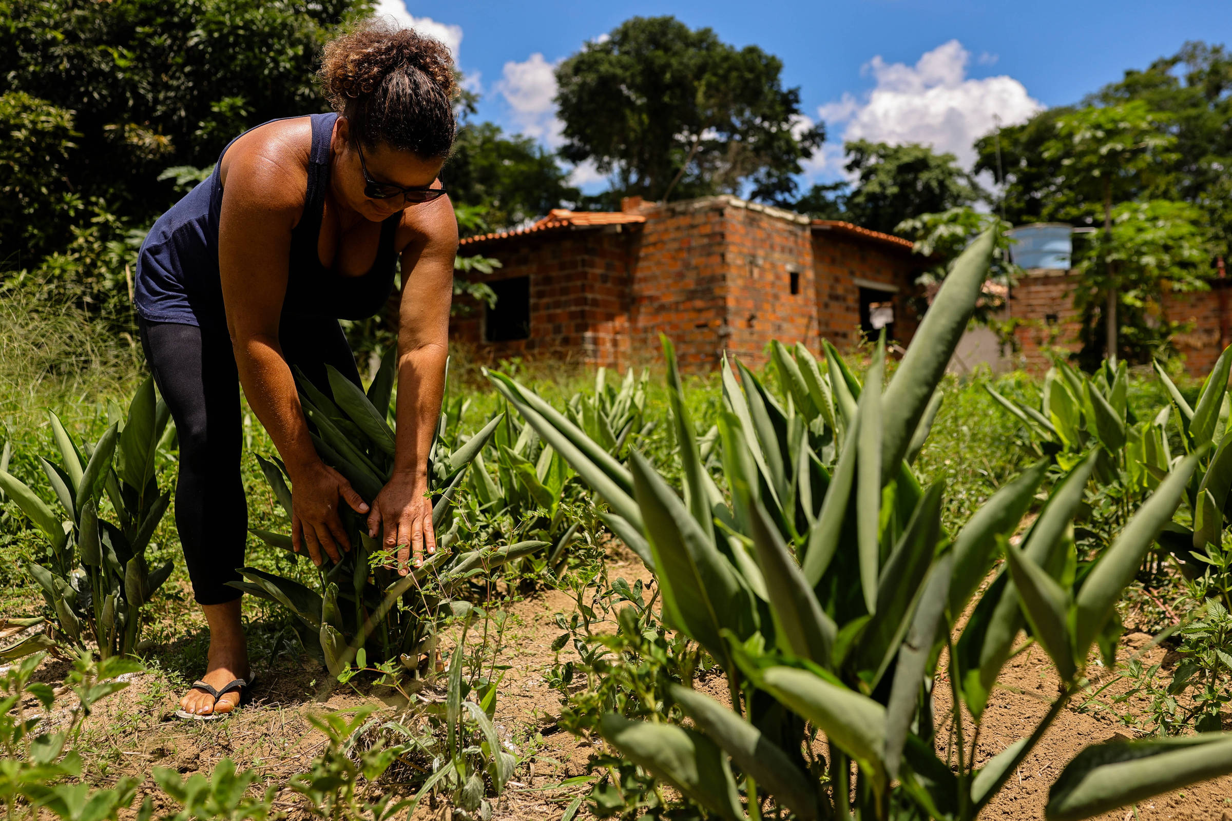 Crise climática: Agricultoras baianas resgatam araruta – 30/06/2025 – Ambiente