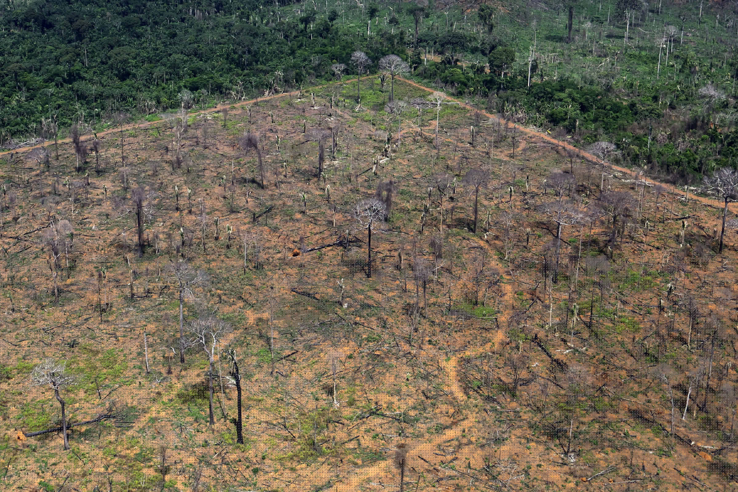 Desmatamento sobe 27% na amazônia e cai 10% no cerrado – 11/07/2025 – Ambiente