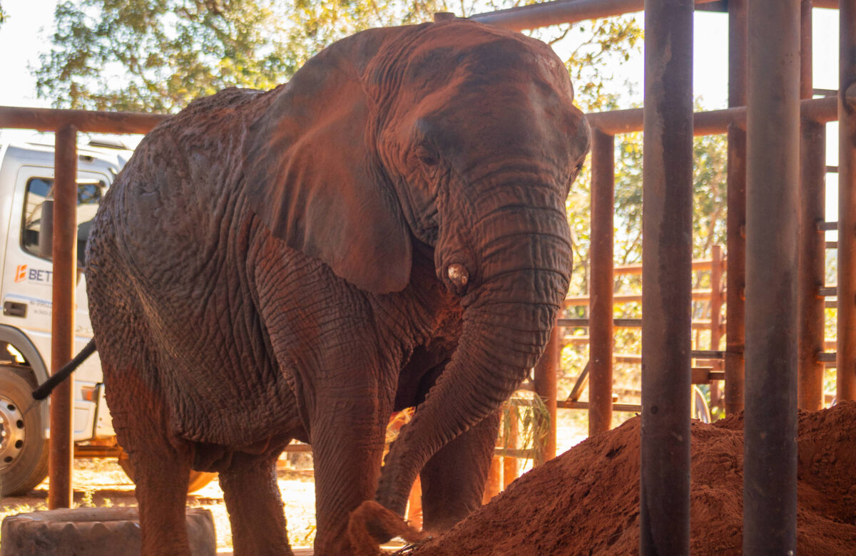 Um elefante está em um recinto, cercado por estruturas de metal. O animal está em uma área com solo de terra avermelhada, e ao fundo é possível ver árvores e um veículo estacionado. A luz do sol ilumina a cena, criando um ambiente claro e natural.