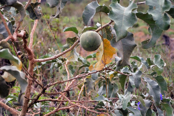 Estudo mostra potencial de fruta do Cerrado contra o câncer de bexiga