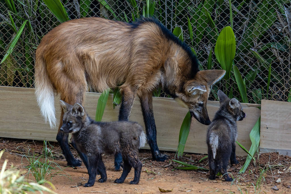 Filhotes de lobo-guará nascem no Zoológico de São Paulo – 12/07/2025 – Ambiente