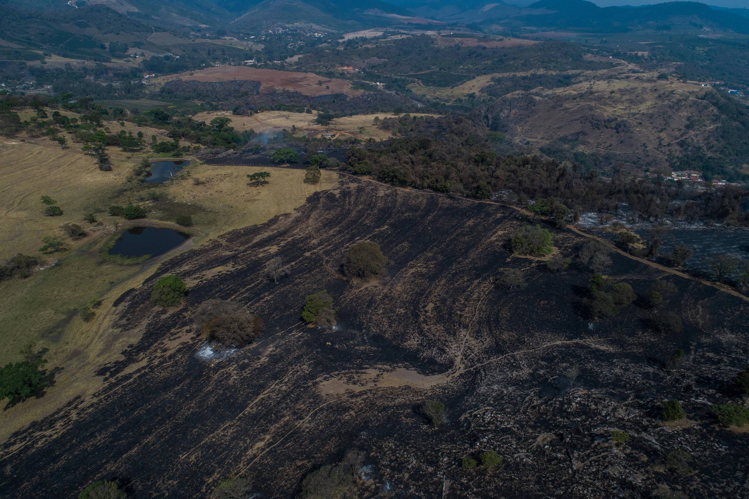 Fogo ameaça biodiversidade até em floresta que não queimou – 14/07/2025 – Ambiente
