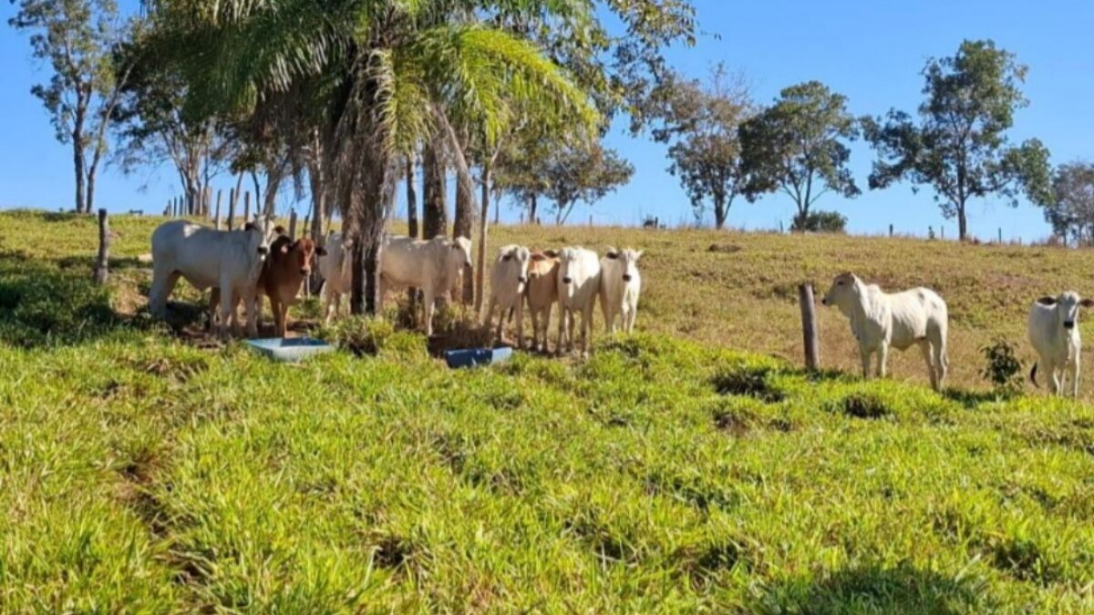 Investigado por golpe é preso com rebanho de R$ 70 mil