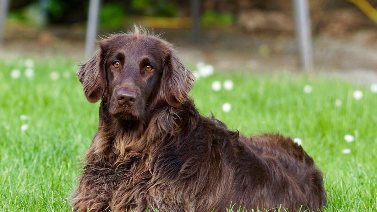 Justiça nega pedido de pensão alimentícia para cachorro em SP