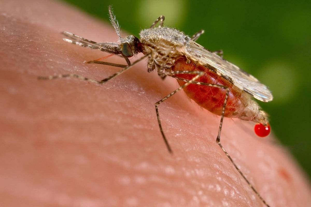 Mosquitos invasores: monitorar para não padecer – 04/07/2025 – Marcia Castro