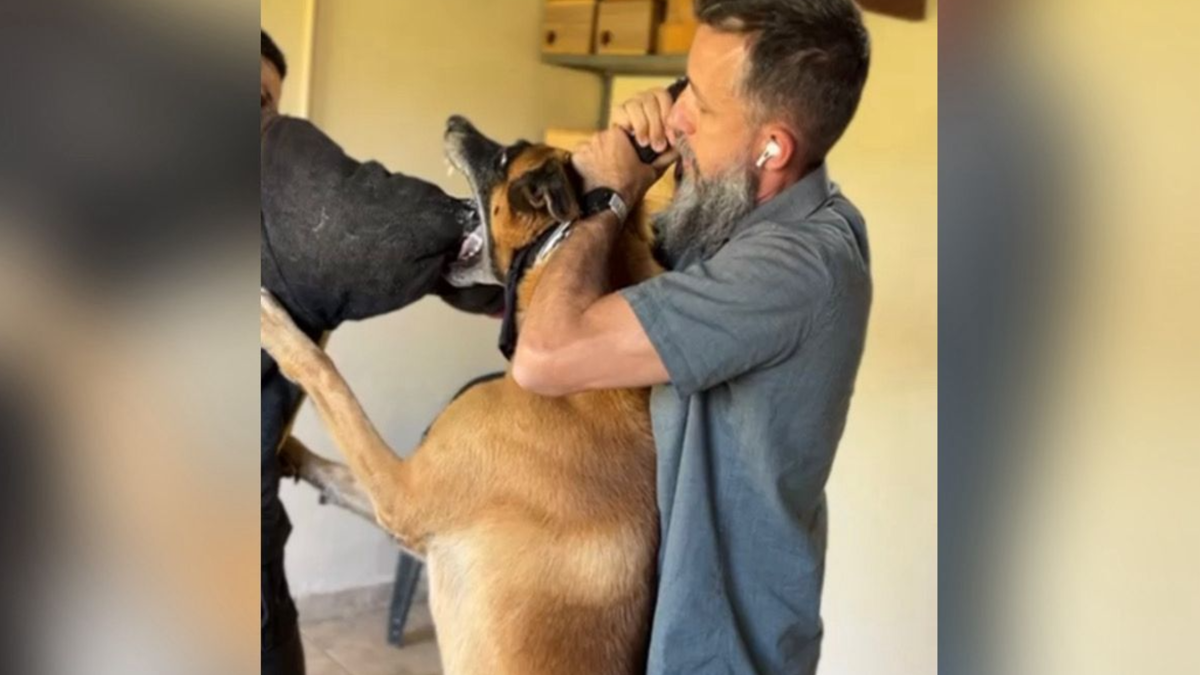 ‘Não adianta chutar’: especialista explica como agir em ataque de pitbull