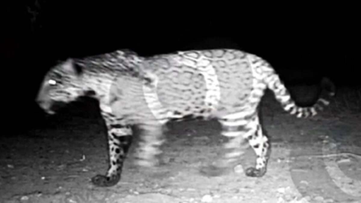 Onça-pintada é flagrada em Porangatu, em Goiás