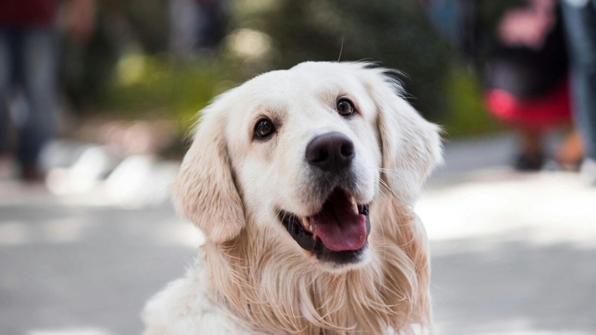 Pesquisa revela os dez nomes mais comuns para cães e gatos no Brasil