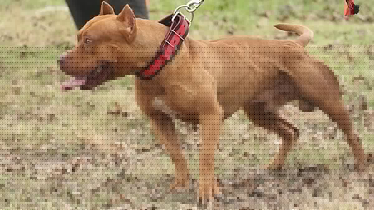 Pit bull mata criança de três anos em Itumbiara