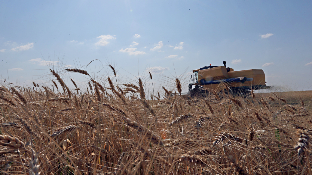 Por que o cultivo do trigo está em risco no Brasil