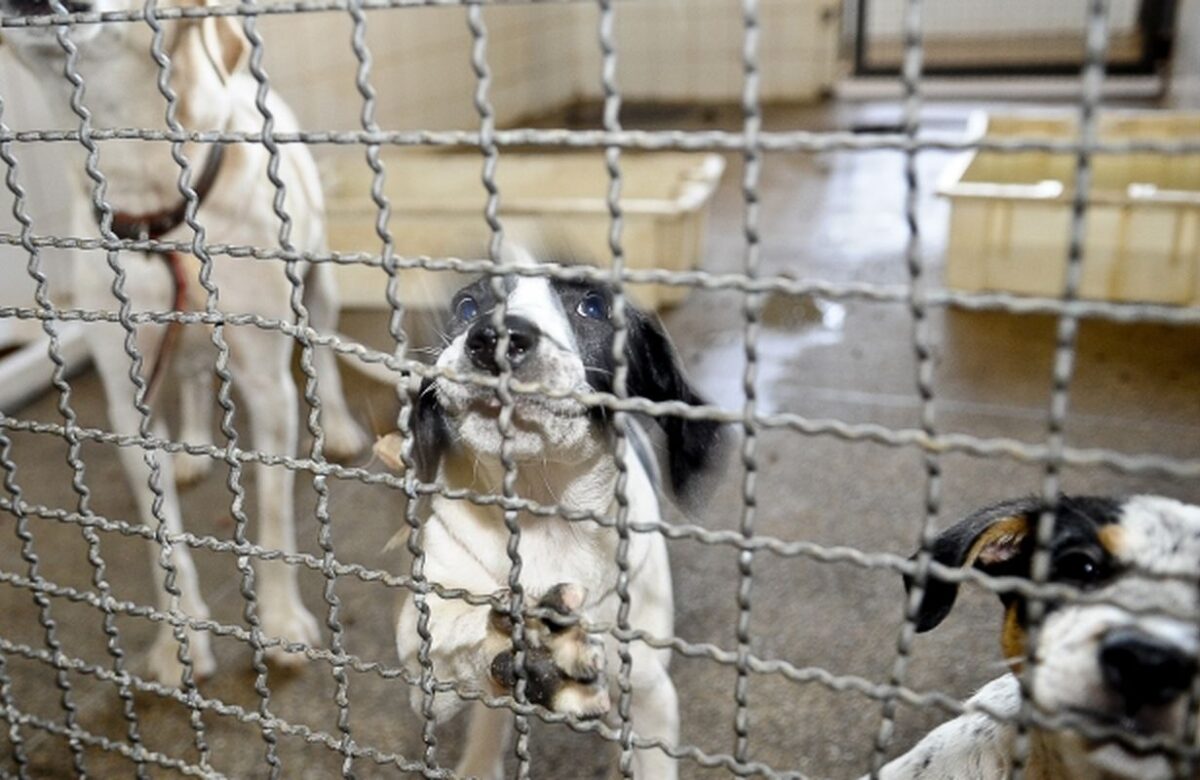 Projeto aprovado na Câmara proíbe uso de animais em testes cosméticos