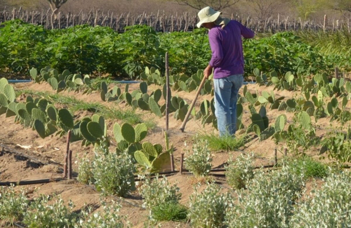 Rendimento de trabalhador rural sobe 5,5% no 1º trimestre