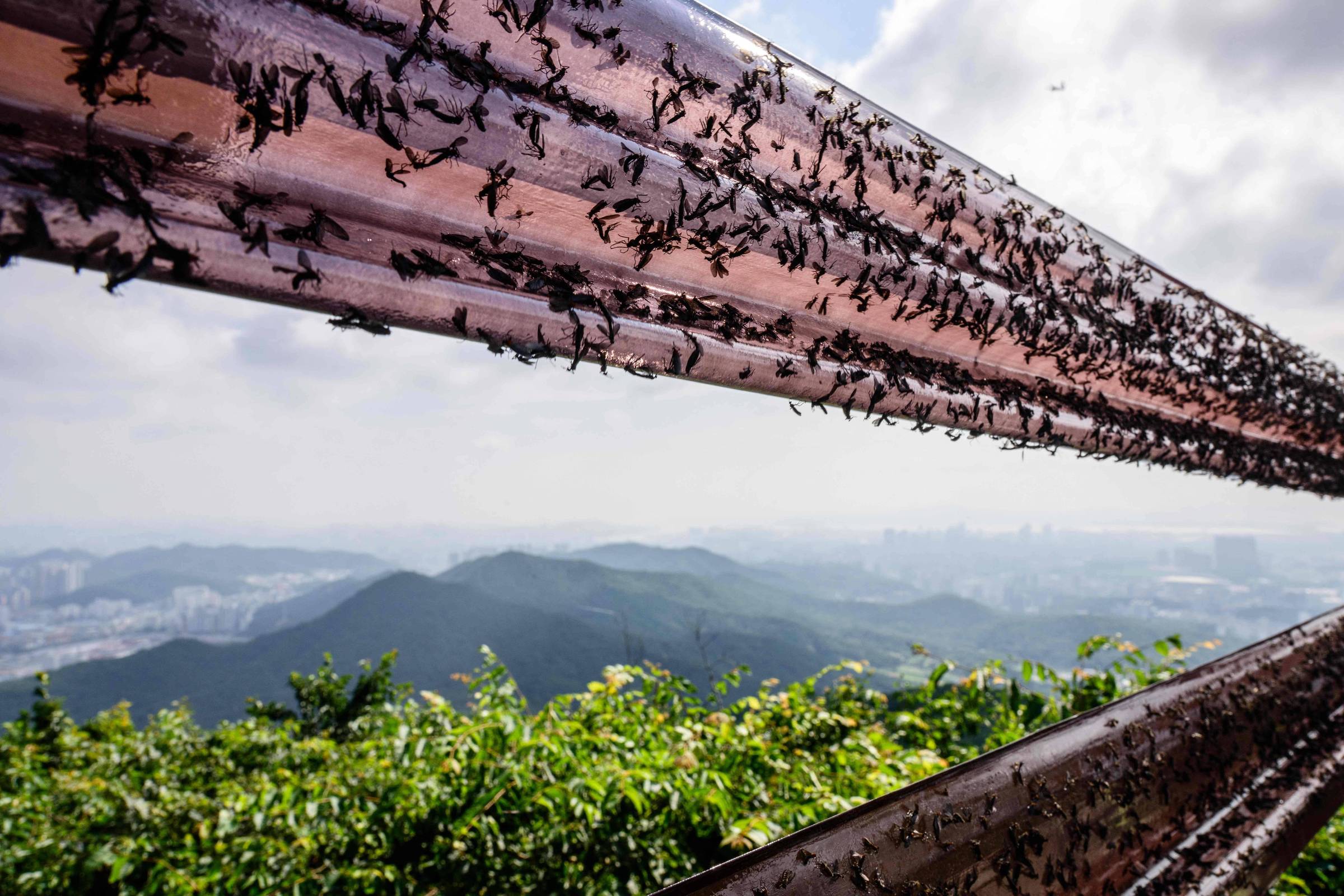 Seul, na Coreia do Sul, tem invasão de insetos; veja fotos – 04/07/2025 – Ambiente