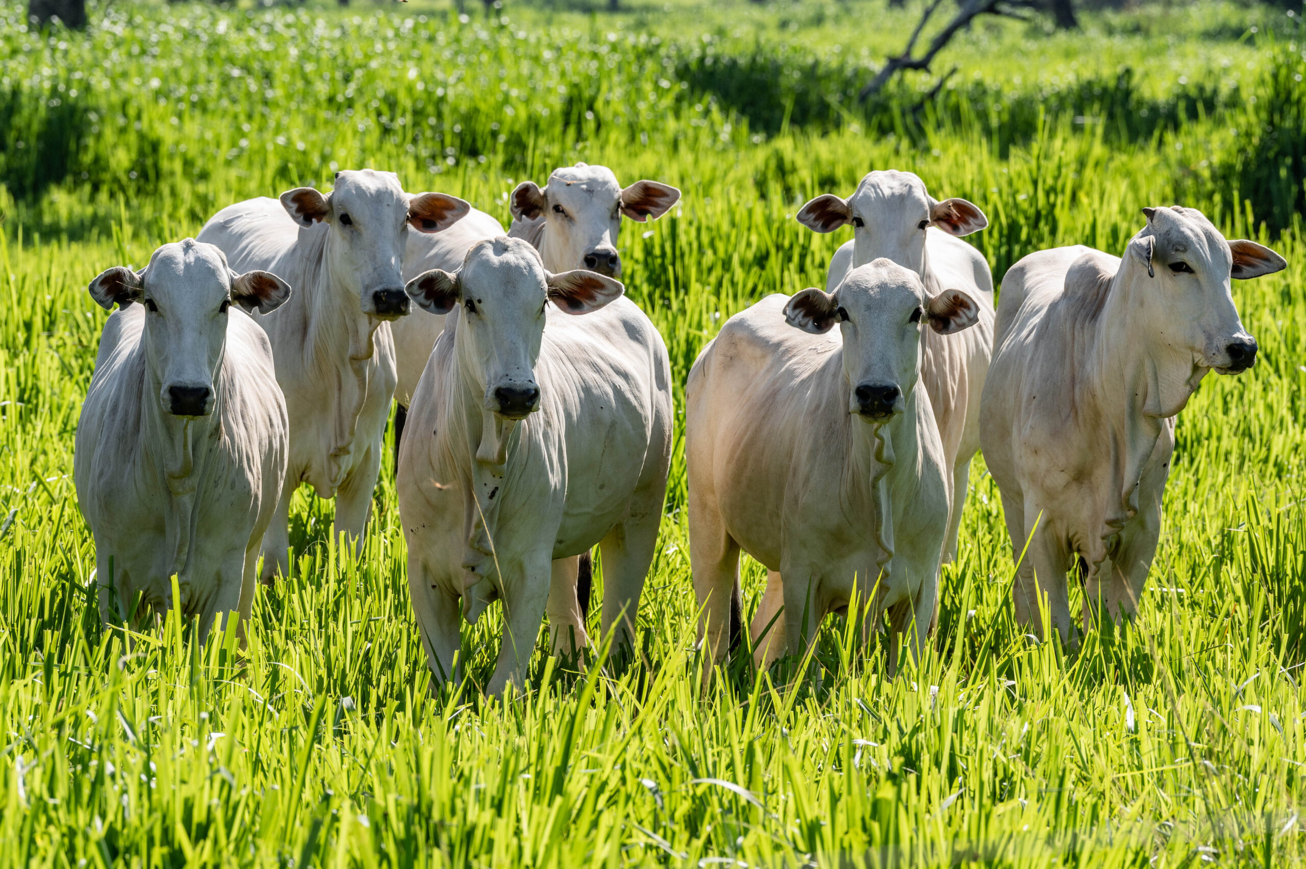 Taxação de Trump ameaça comércio de carne bovina do MT
