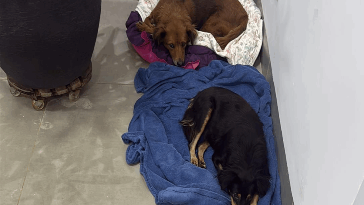 Tentativa de envenenamento de cães mobiliza moradores de Catalão