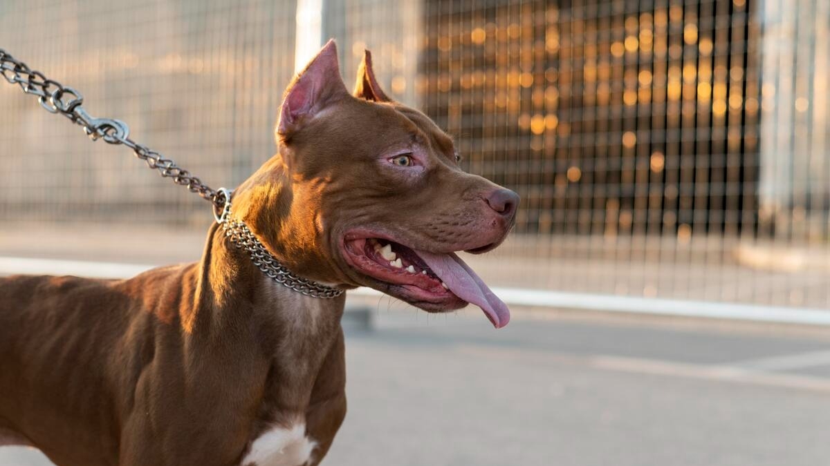 Tutores podem responder por homicídio em caso de ataques de pitbull, explica delegado